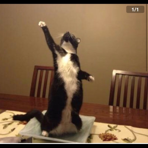 Meet your Posher, Yogashram 😺 - Picture 7 of 8